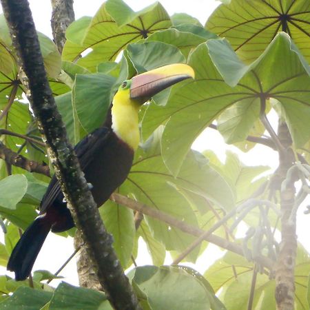 The Sunset Tucano Lodge Drake Bay Luaran gambar