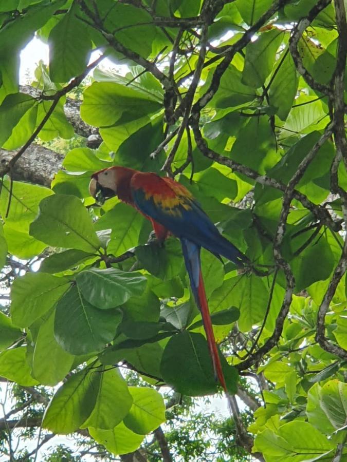 The Sunset Tucano Lodge Drake Bay Luaran gambar