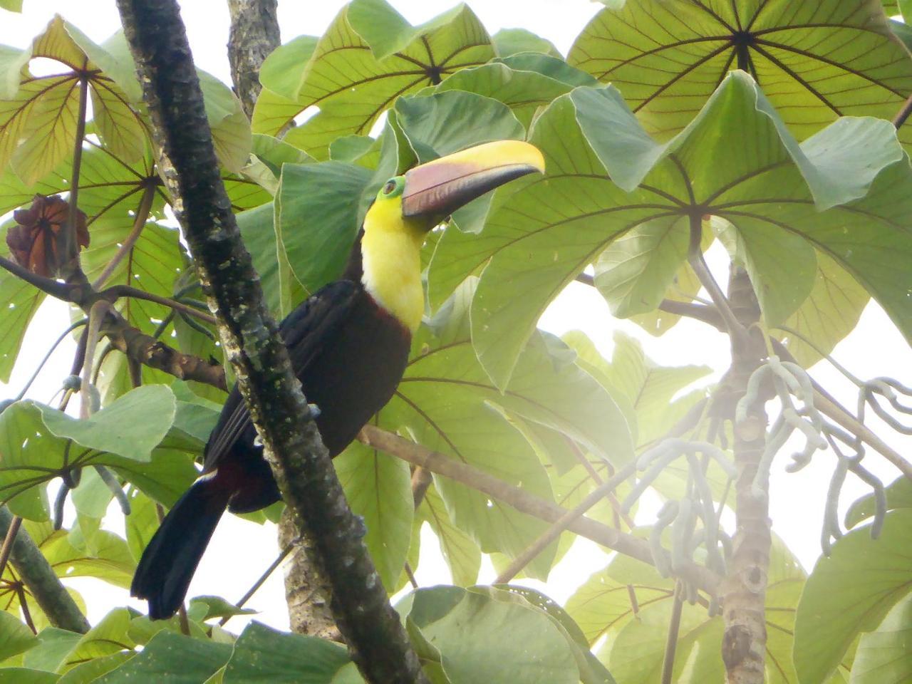 The Sunset Tucano Lodge Drake Bay Luaran gambar
